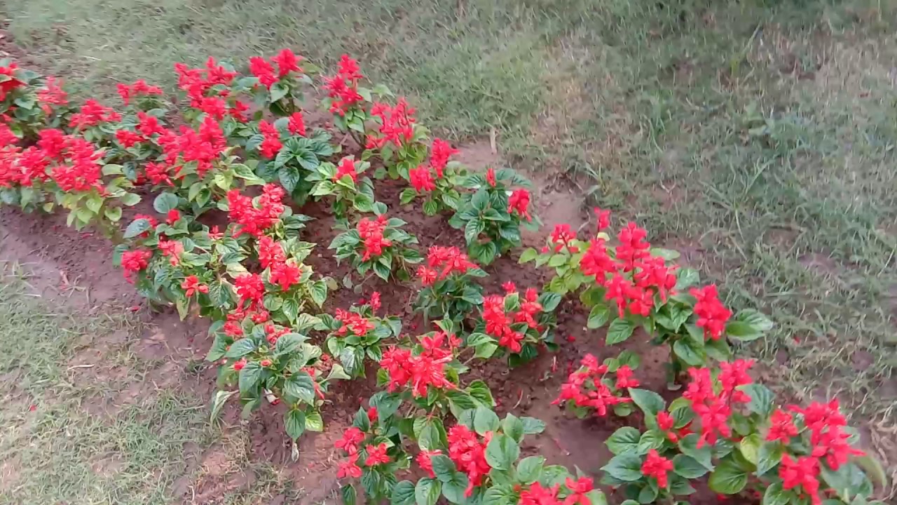 GARDEN WITH BEAUTIFUL FOUNTAIN - YouTube