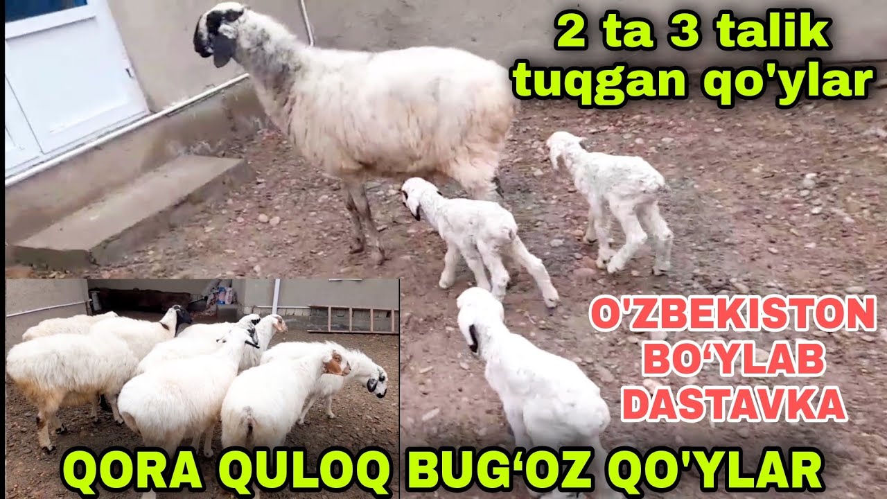3 TA 2 TALIK TUQGAN QO'YLAR VA QORA QULOQ BUG‘OZ QO'YLAR SOTILADI ...