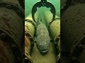 😲 wow big fish 😲