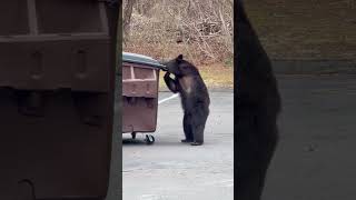 Hilarious Moment Hungry Bear Tries To Take a Whole Dumpster #shorts Net Worth