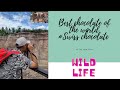Best Chocolate #Swiss Chocolate & Wild Life / Tibetan Vlogger