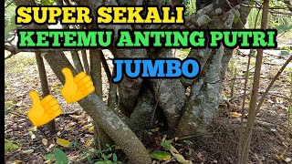 Download lagu BERBURU Anting Putri Jumbo Harga Pedes‼️Edisi Bahan Bonsai