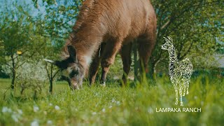 Lampaka Ranch - Ein Jahr auf der Lama und Alpaka Ranch in Freistadt