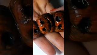 Halloween pumpkins polymer Clay #halloween#polymerclay#fimo#pumpkin#spookyseason#diy#zucca#spooky