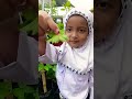 Petik Strawberry dikebun atas Loteng 🍓🏡 #berkebun #petikstrawberry #fyp