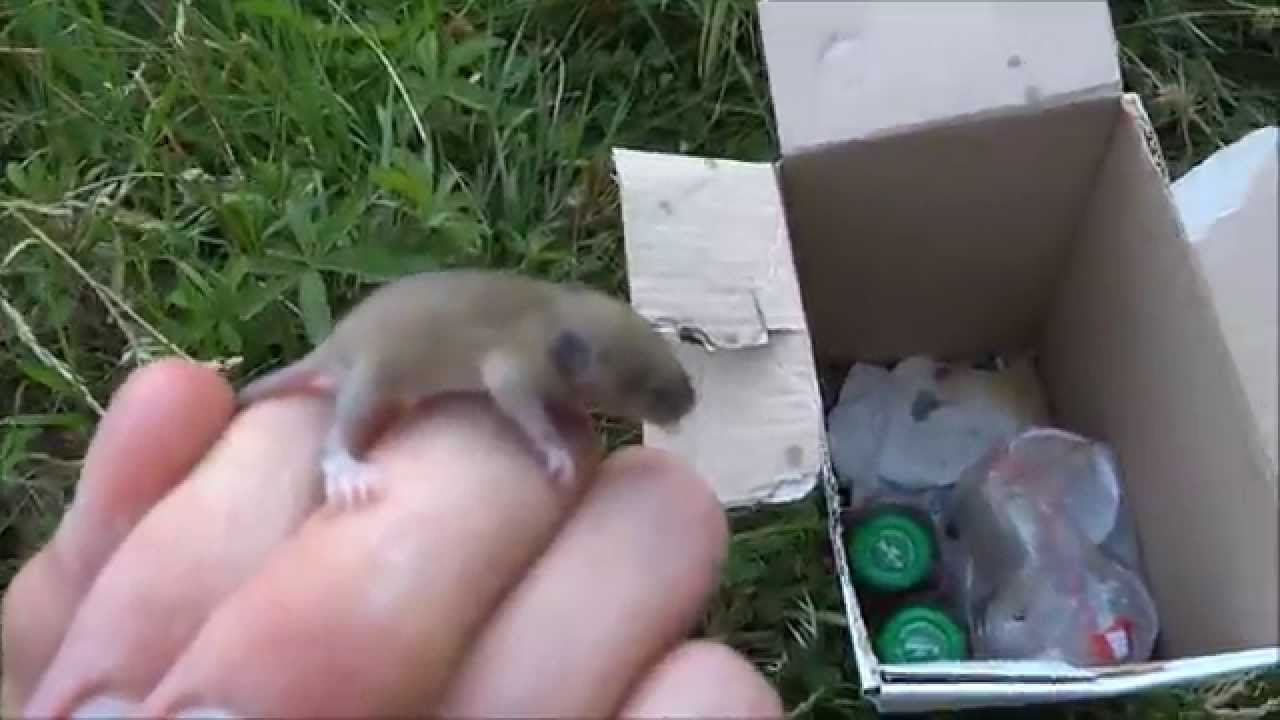 Souris Souriceaux La Petite Famille Vivait Dans Un Carton Youtube