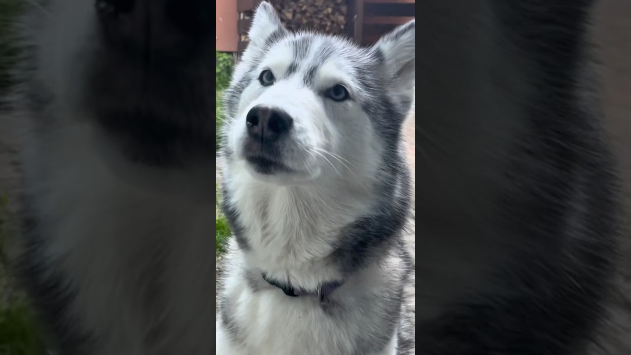 Ayla the Husky: What Being a Real Siberian Dog Means 🐾❄️ 