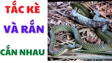 Cuộc Sống Quanh Ta ! Tắc Kè Và Rắn Cắn Nhau