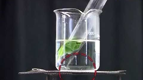 Practical 20.2 Detection of starch produced in photosynthesis by iodine test