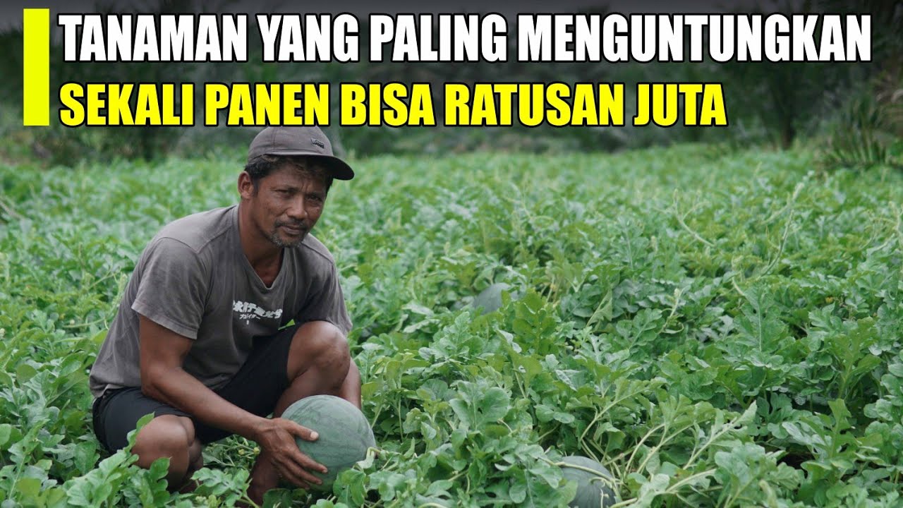 Cara Sukses Menjadi Petani Semangka, Hasilkan Ratusan Juta