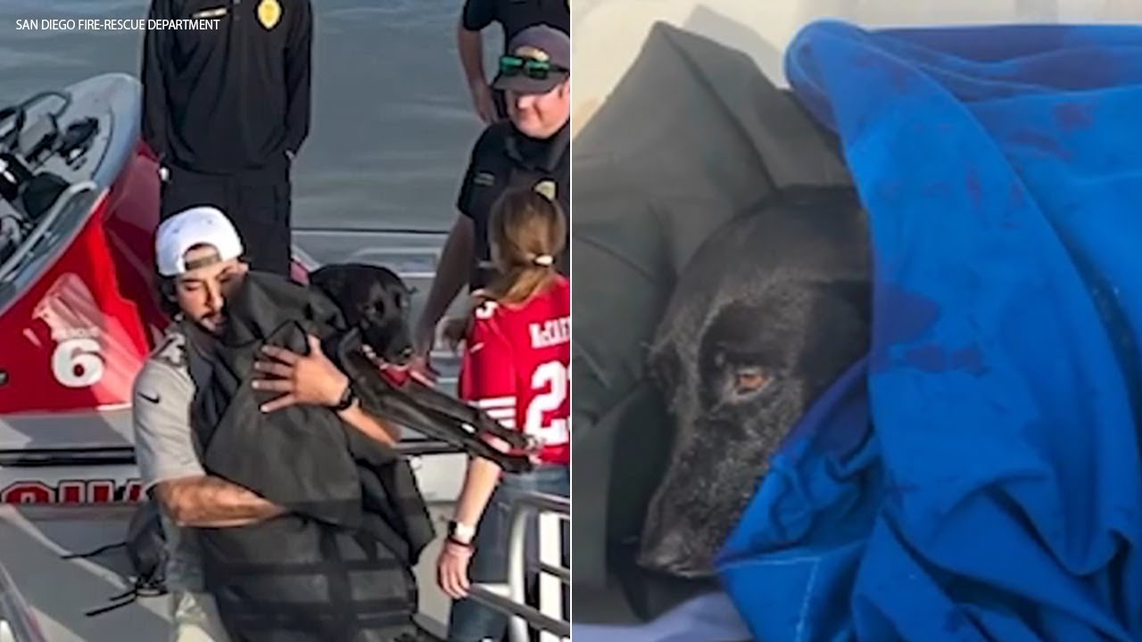 San Diego lifeguards rescue missing dog found paddling in ocean