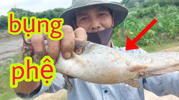 Bình Vlog câu cá trê sông| Đồng Nai|Thủy Châu