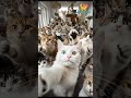 Cute Cats Union Selfie #cuteanimals