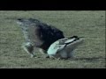 Vulture vs Ostrich Egg