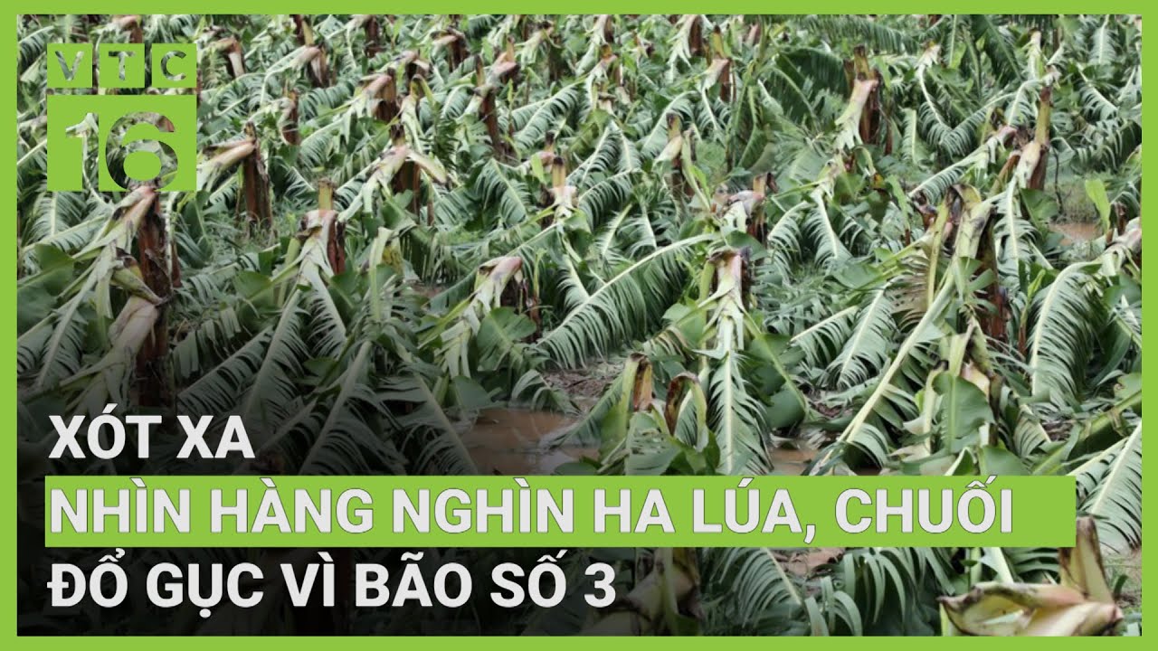 Miền Bắc lũ lụt lịch sử, hàng nghìn ha lúa, rau, chuối,... mất trắng ...