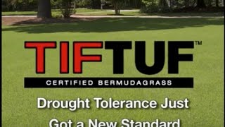 Drought Tolerant Grass - TIFTUF Bermudagrass - Turfgrass Drought Tolerance Just Got a New Standard screenshot 5
