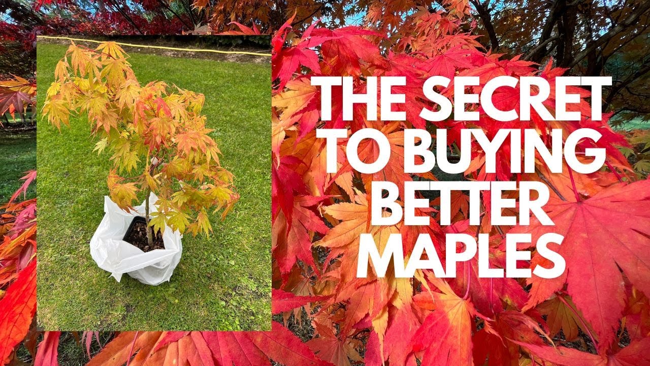 How YOU can buy an Amazing Tree, transport it and make sure its happy in its new home!