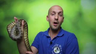 Really Wild Learning presents world snake day 2016.
