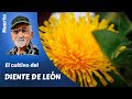 DIENTE DE LEON: Como cultivar diente de León, -achicoria-