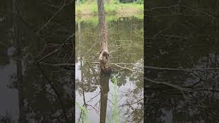 Bass Stocked East Texas Pond