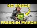 Why Mennonites Bury Cabbage Upside Down in the Snow ?