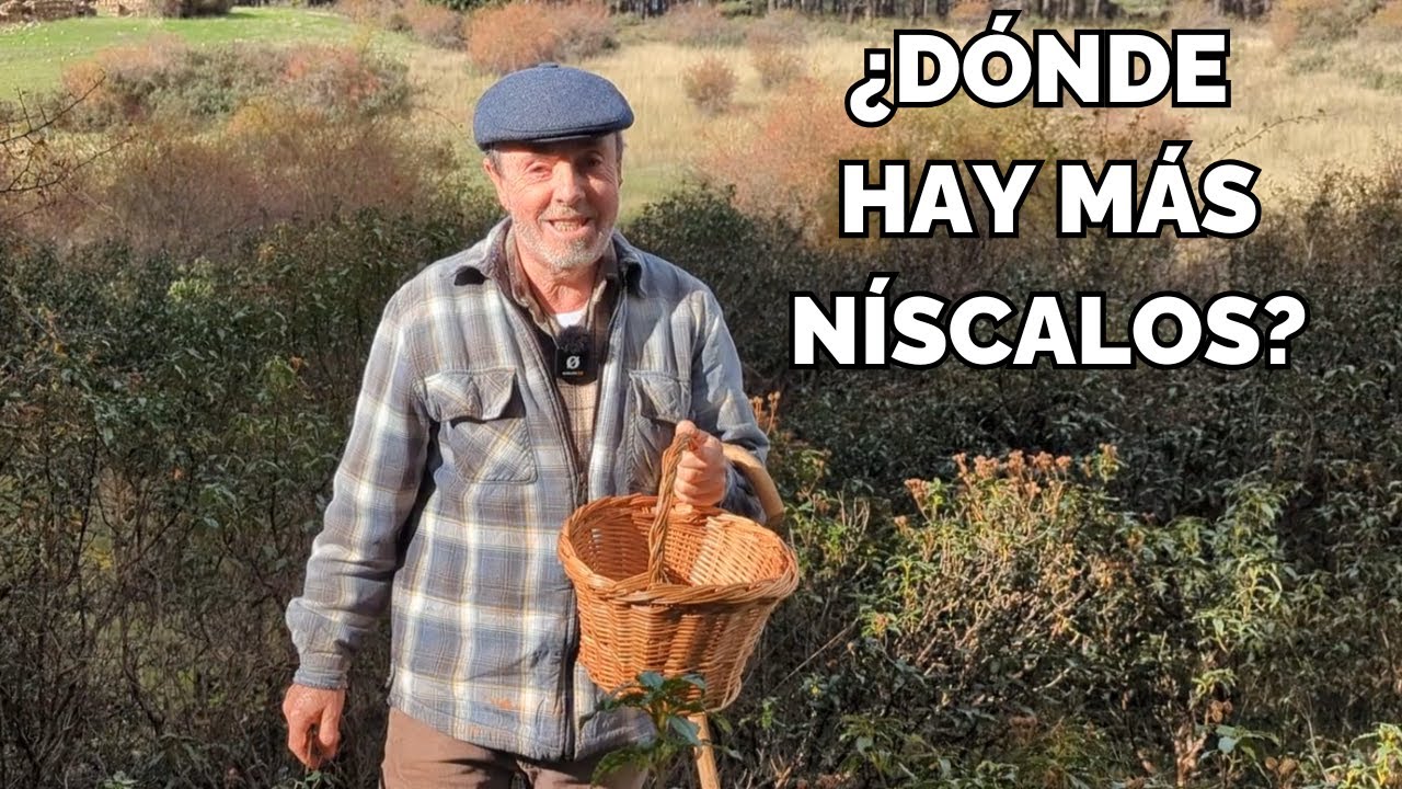 Mirad Cómo buscar NÍSCALOS O ROBELLONES en el pinar y entre las jaras