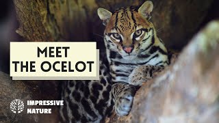 This Cat is Actually a Mini-Jaguar!