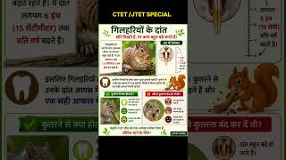 🐿️🪵🌳Squirrel, 🐿️🐦🌳#education #evs #ctet2026 #ctet #jtet #uptet #viral #shorts #trending #yt #upsc