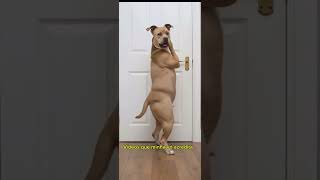 Dança Do Cachorro Tiktok