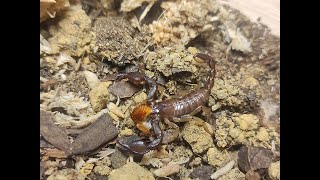 Euscorpius Tergestinus Scorpion Feeding