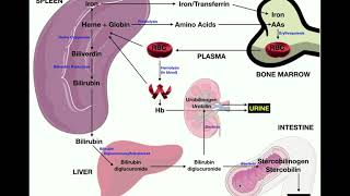 Anatomy | Erythrocyte [RBC] Metabolism