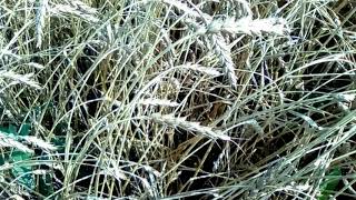ФУТАЖ - Журавли летят, зреет пшеница...
