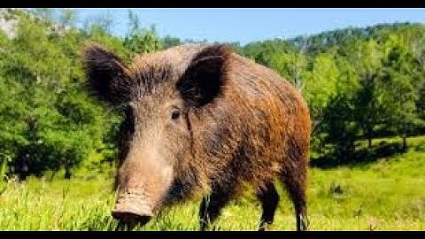 "Cuộc Sống Bí Ẩn Của Lợn Rừng – 10 Loài Hoang Dã Đặc Sắc Nhất Hành Tinh"