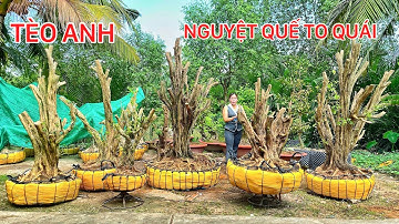 Cây To Đẹp Mềm 2/12 Nguyệt Quế, Hoa Giấy xác pháo | Tèo Anh chào bán