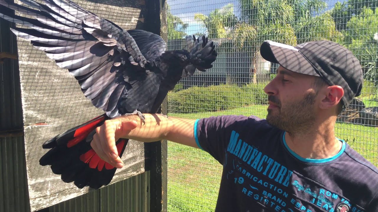 Super Friendly Red Tailed Black Cockatoo Meets New Friends Kakadu
