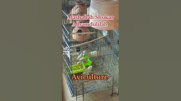 Fawan Java Sparrow / Pastel Fawan Java / Aviculturist #mab_aviary_karachi #views #video #birds #view