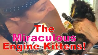 Kittens Trapped in a Car! 🙀 Rescuing the Engine Twins