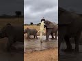 Elephant Mom vs Crocodile… Calf Saved! 🐘🐊코끼리 엄마 vs 악어… 새끼를 구하다! 🐘🐊母ゾウ vs ワニ…子ゾウ救出!🐘🐊