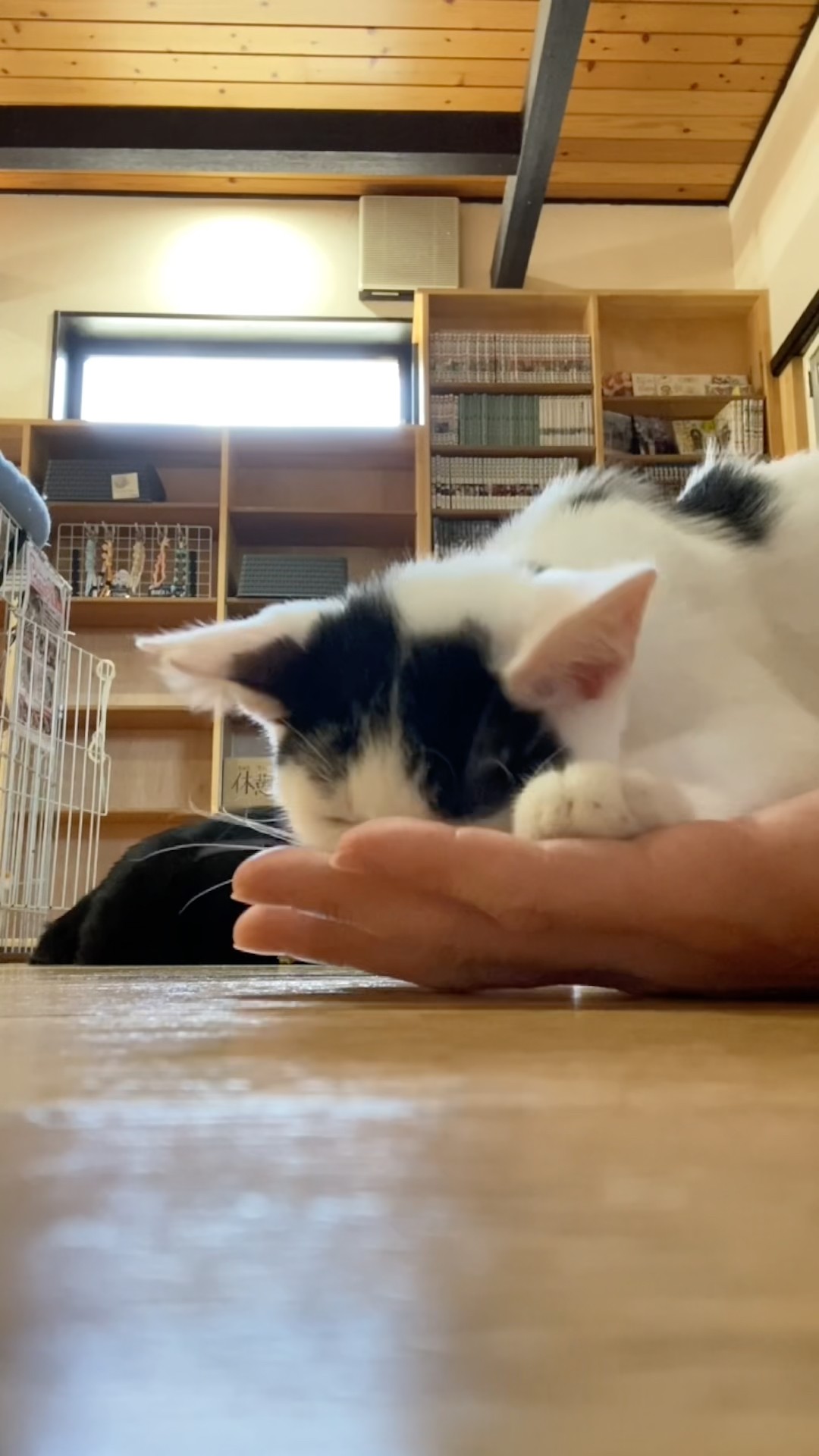 とにかく吸いたい猫 #shorts - YouTube