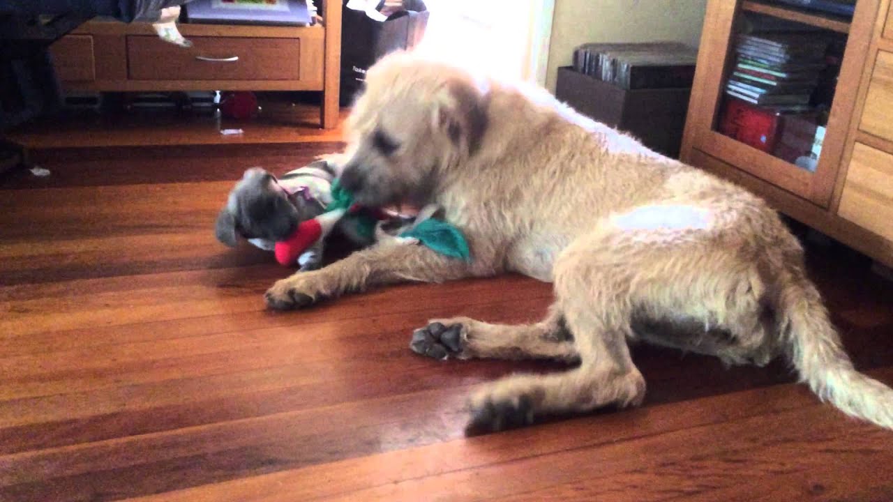 bullmastiff x wolfhound