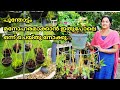 How to grow an Anthurium/Care and propogation of miniature anthurium/Malayalam/Salu Koshy/Garden
