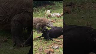Komodo Dragons Can Paralyze Large Goats
