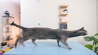 A very long Russian Blue cat by MonstersTDK 197 views 2 years ago 1 minute, 29 seconds