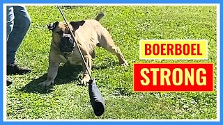 Boerboel Rebuild by Large Dog Xperience 640 views 1 year ago 5 minutes, 1 second