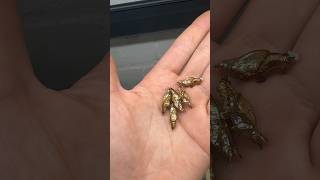 Golden Butterfly Pupae