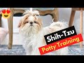 How To Potty Train A Shih Tzu Puppy? Tips and Tricks