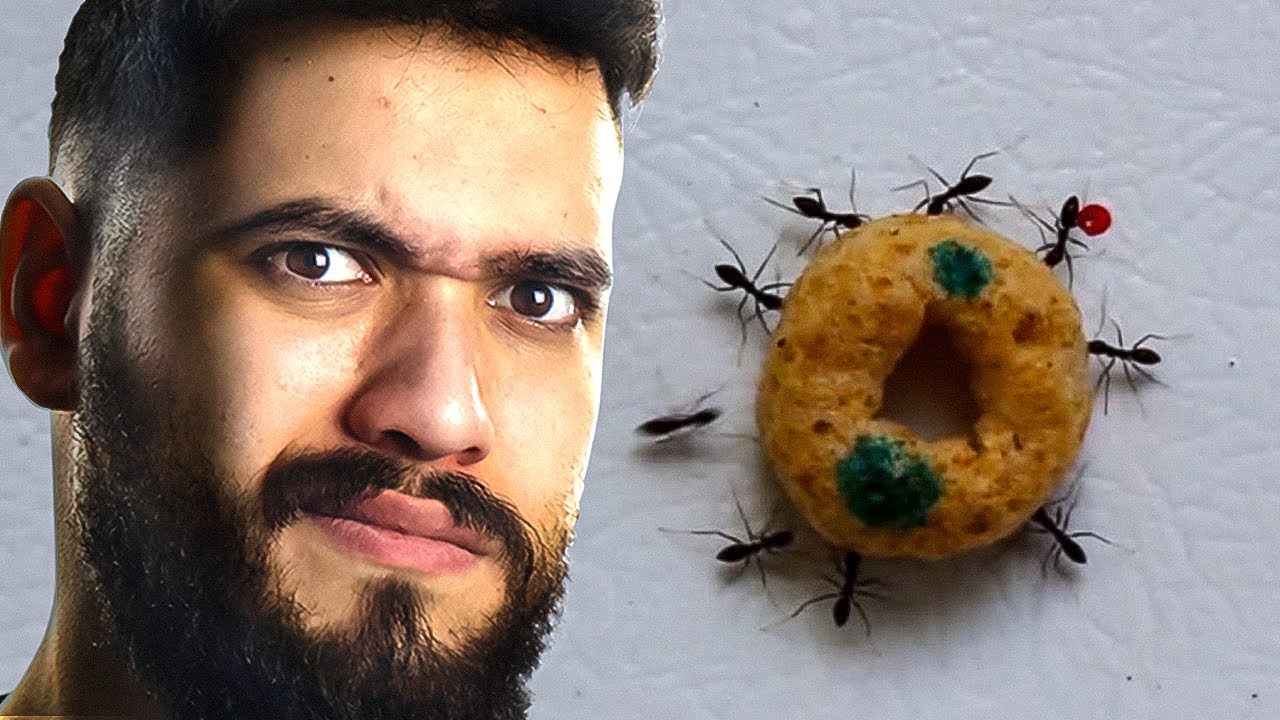 النملة أقوى منك بـ 100 مرة! السبب هيفاجئك