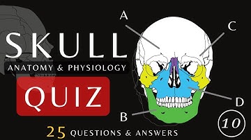 Skull Bones Anatomy Quiz  | Cranial Bones, Sutures & landmarks #quiz #humananatomy #shorts
