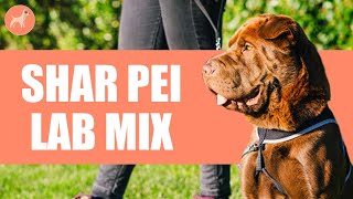 Shar Pei Lab Mix: A Great Guard Dog & Family Pet