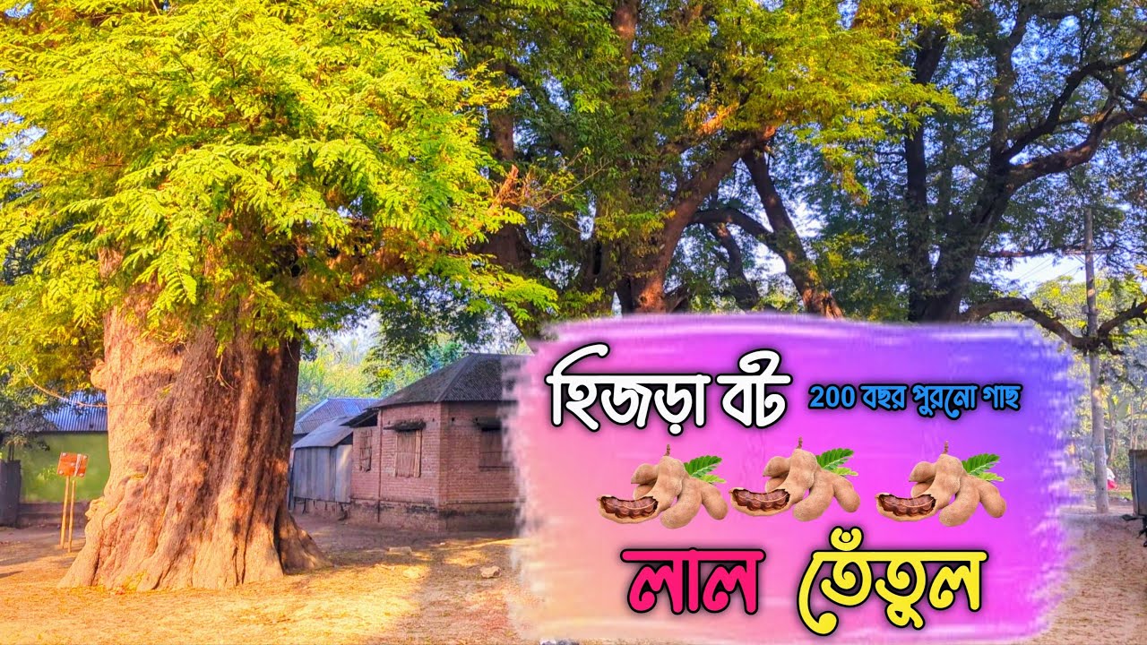হিজড়া বট গ্রাম // 200 বছর পুরনো গাছে লাল তেঁতুল।। Kushtia Vlog